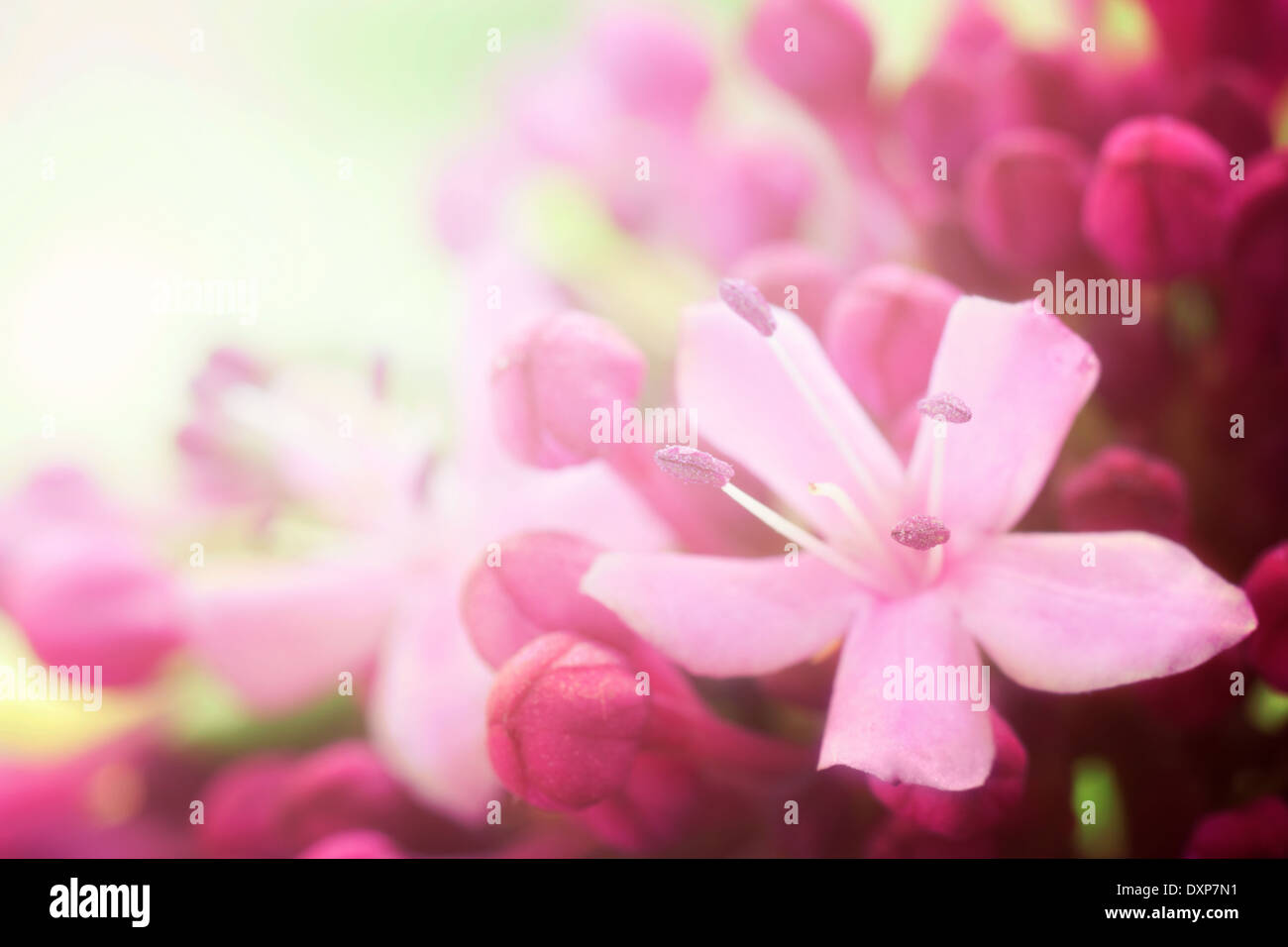Design flowers background. Spring or summer floral nature background ...