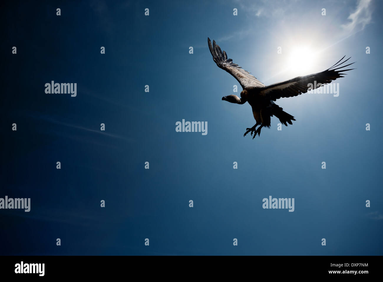 Vulture flying in front of the sun with blue sky (digital composite) Stock Photo