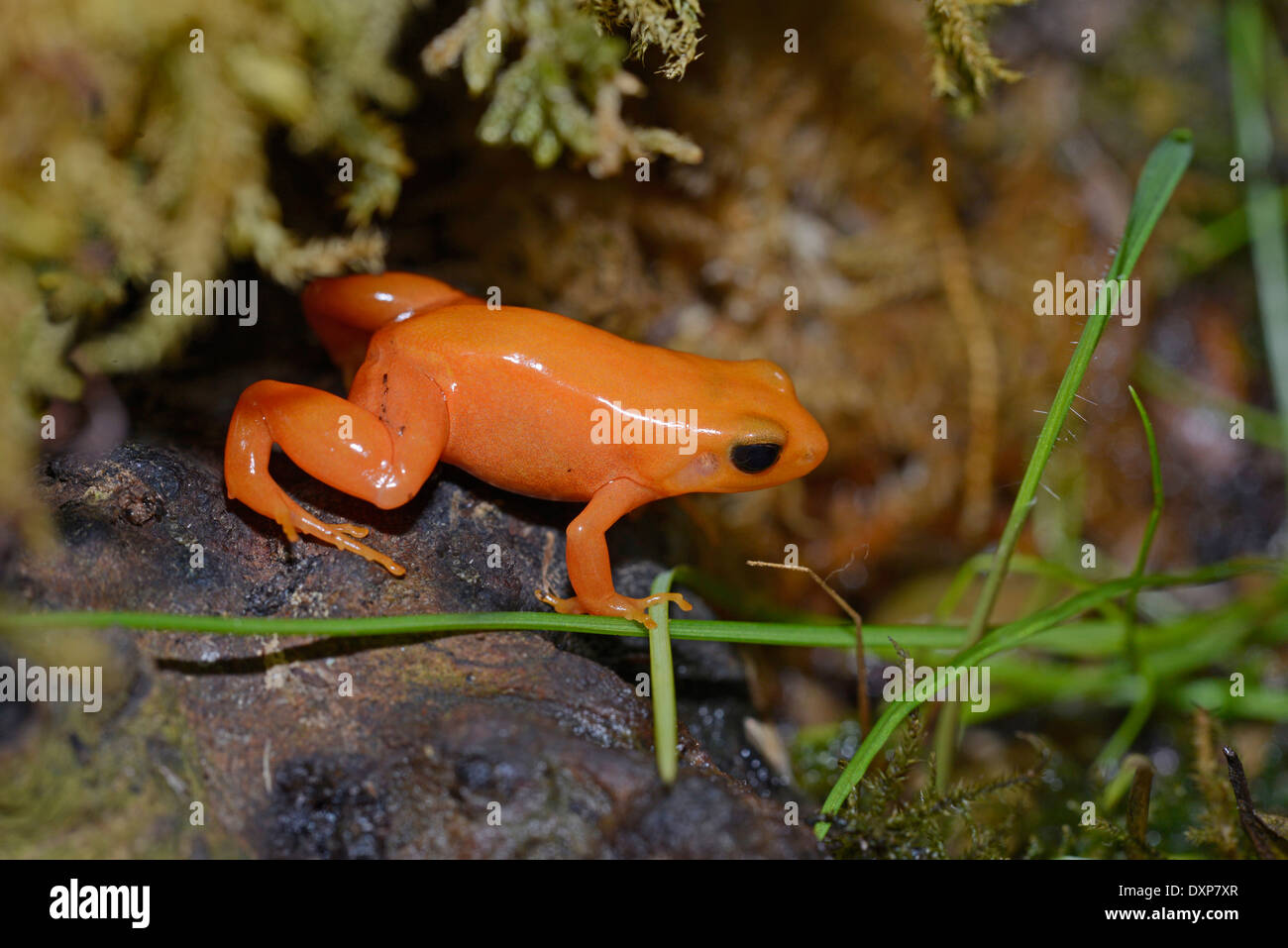 Golden mantella (Mantella aurantiaca). Native to Madagascar and critically endangered in the wild. This is a captive specimen. Stock Photo