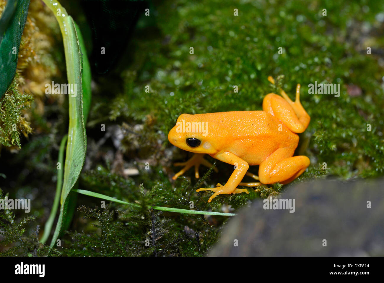 Golden mantella (Mantella aurantiaca). Native to Madagascar and critically endangered in the wild. This is a captive specimen. Stock Photo