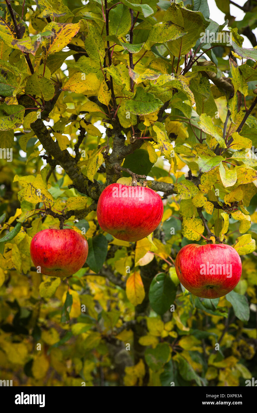 Three rosy red ripe apples on a tree in UK Stock Photo