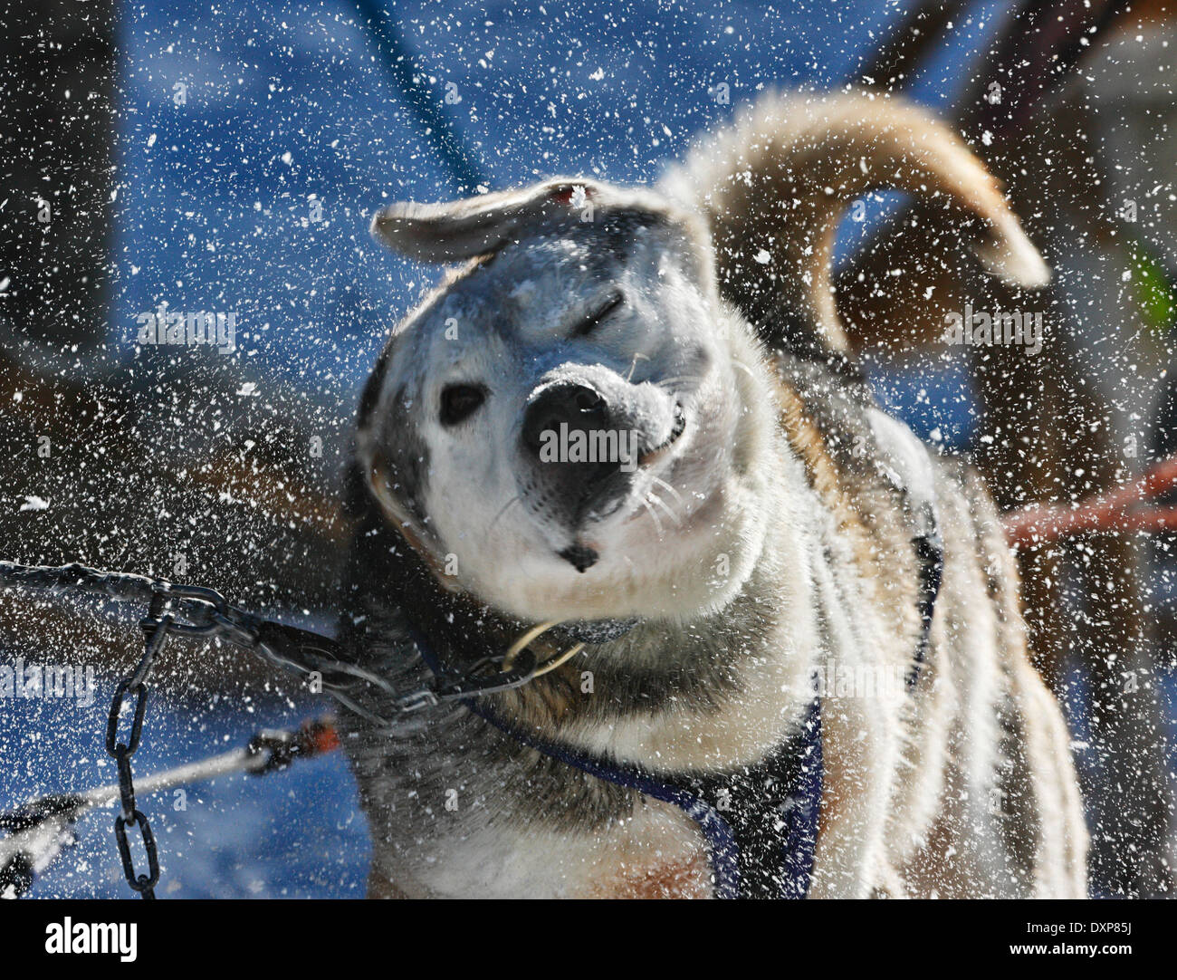 Husky dog shaking, Lapland Finland Stock Photo