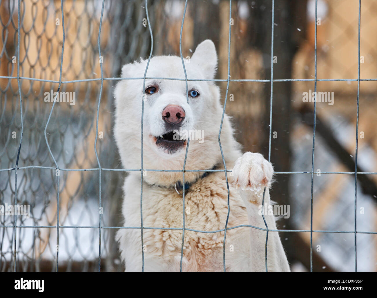 Husky dog, Lapland Stock Photo