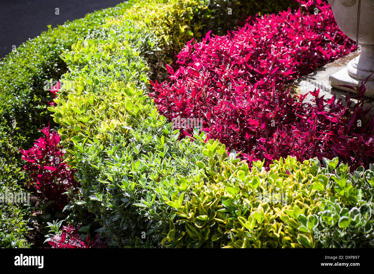 Concentric planting of evergreen shrubs and Iresine bedding plants