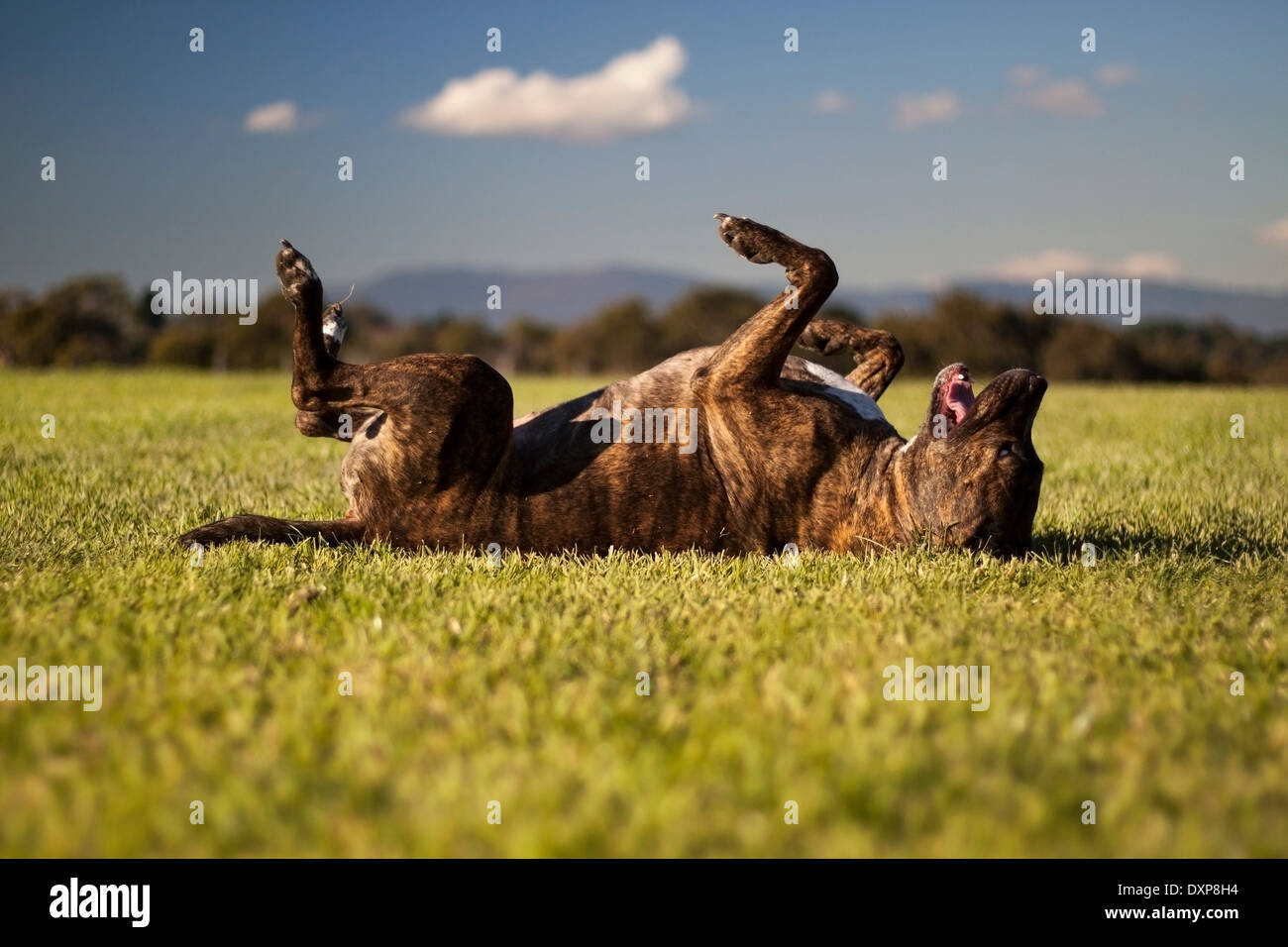 Why Does My Dog Roll On His Back In Grass