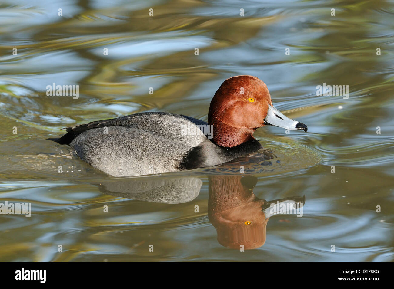 Redhead Duck - Aythya americana Male on water with reflection Stock Photo