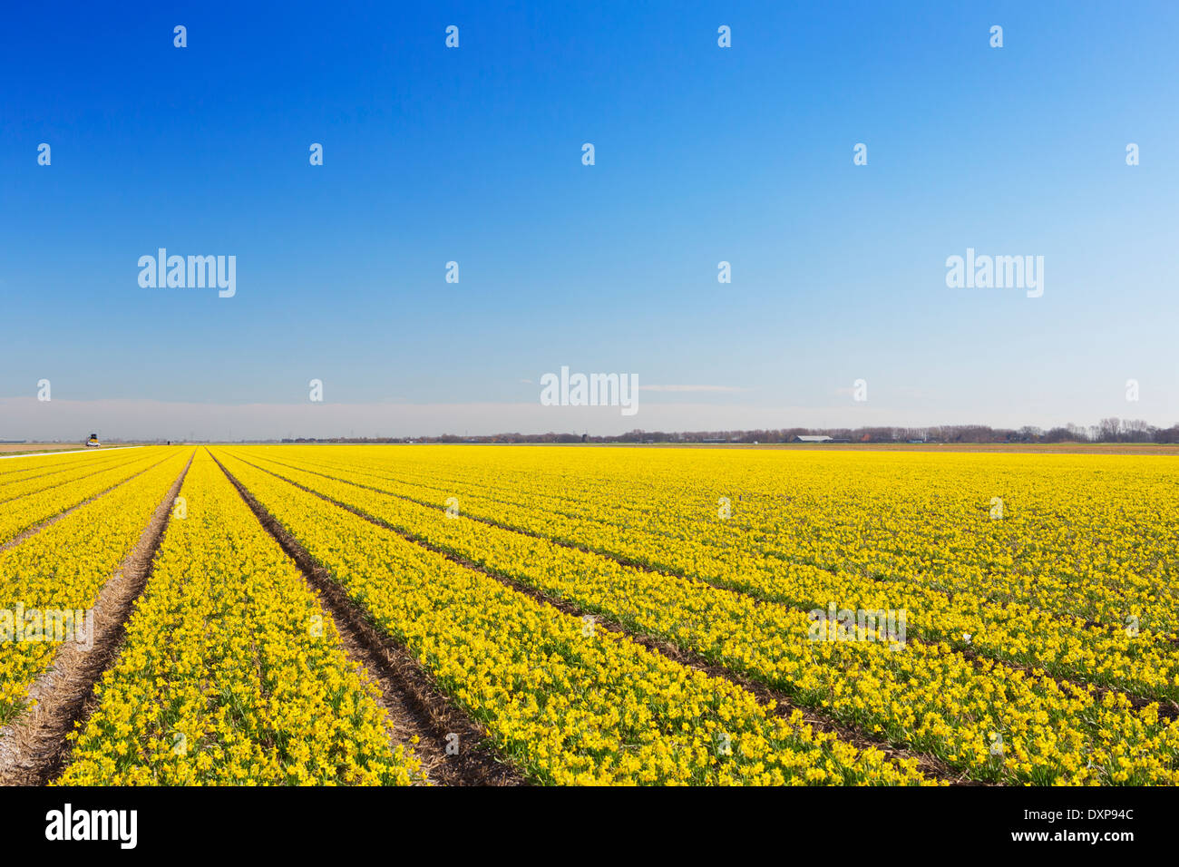Endless rows of daffodil flowers in The Netherlands on a bright and sunny day Stock Photo
