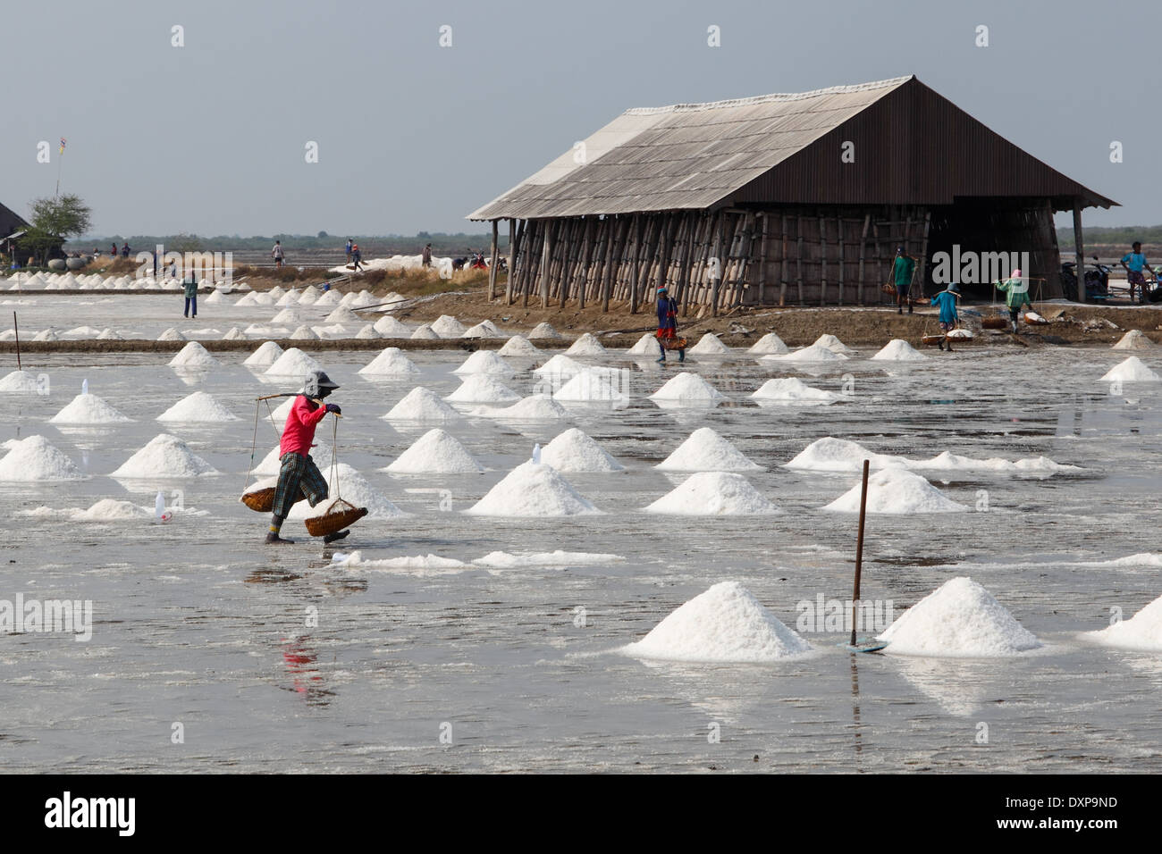 Workers in Thailand collect salt from a saltpan Stock Photo