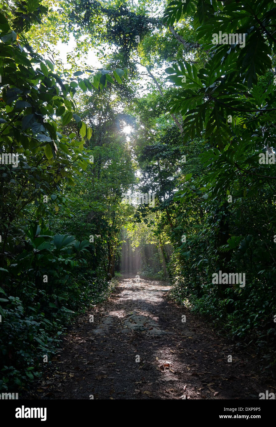 Path in the jungle with sunlight through the foliage, natural scene, Bastimentos island ,Caribbean, Panama, Bocas del Toro Stock Photo
