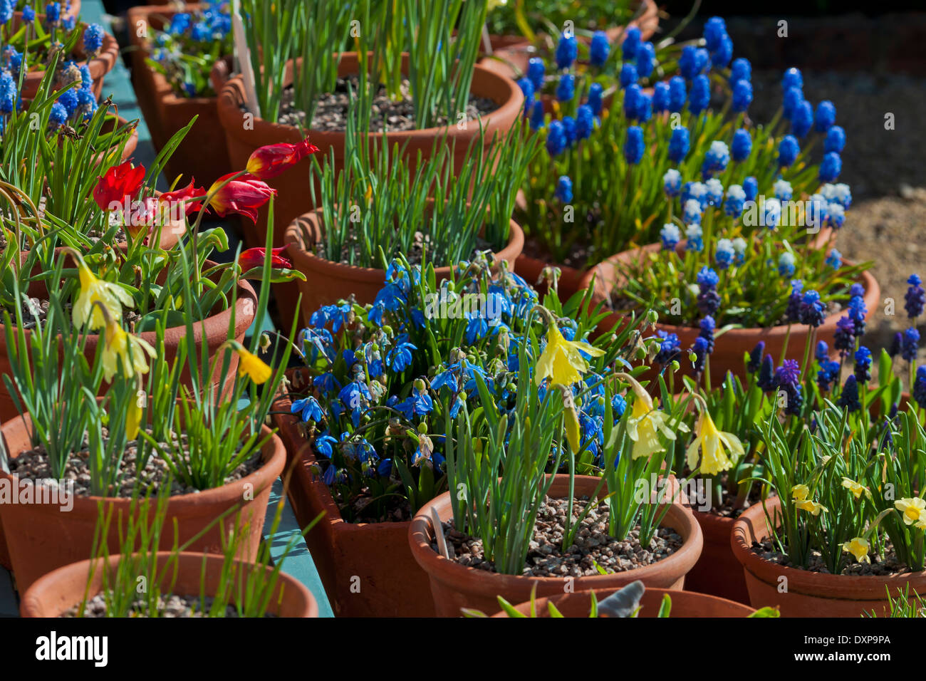 Spring containers bulbs Scilla Muscari Daffodils Tulips terracotta pots