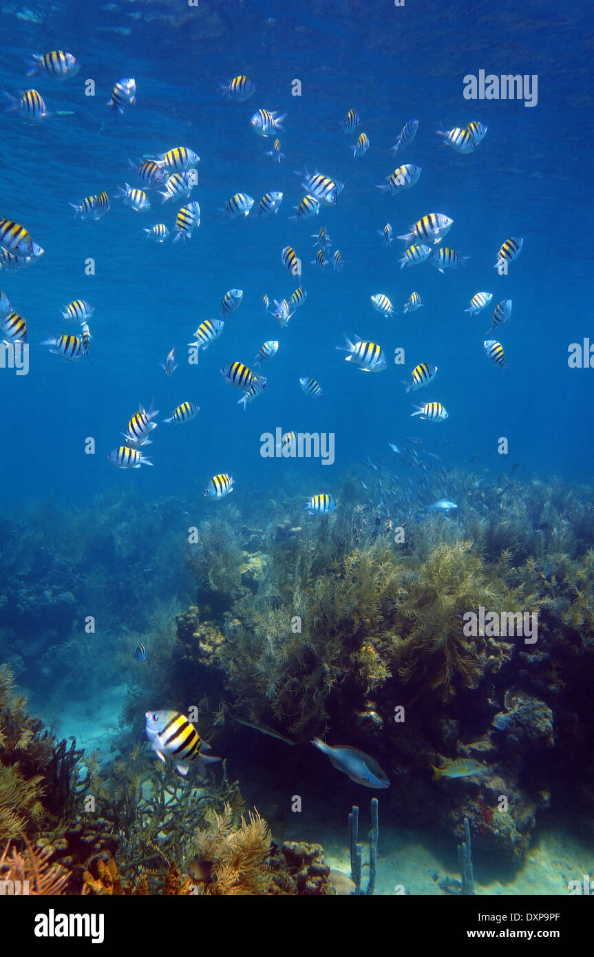 Shoal of sergeant major fish over a coral reef in the Caribbean sea, Martinique Stock Photo