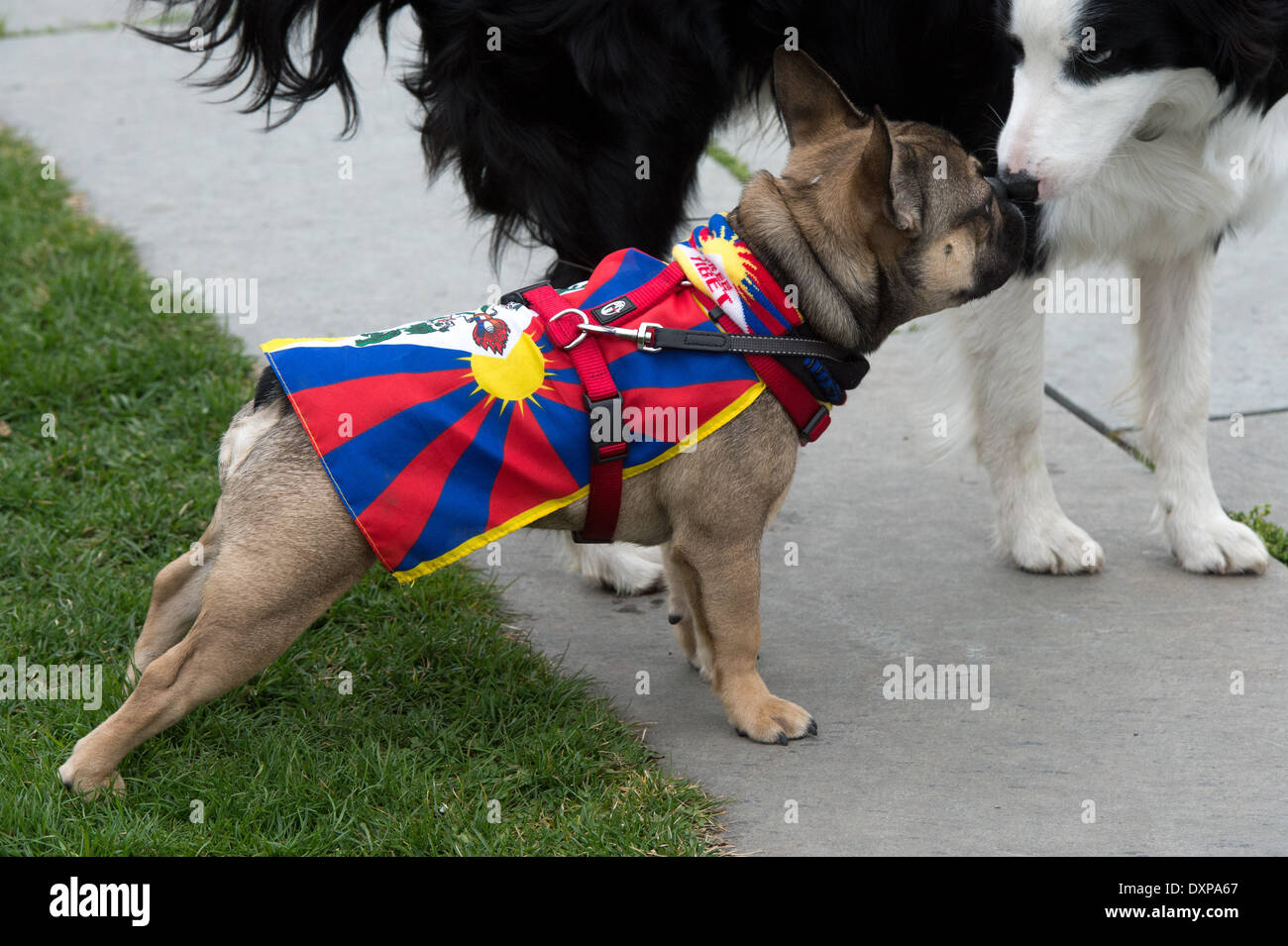 Berlin, Germany. 28th Mar, 2014. A dog wears the Tibetan flag as people protest during Chinese President Xi Jinping's visit at the chancellery in Berlin, Germany, 28 March 2014. It is the first state visit of a Chinese President to Germany in eight years. Photo: MAURIZIO GAMBARINI/dpa/Alamy Live News Stock Photo