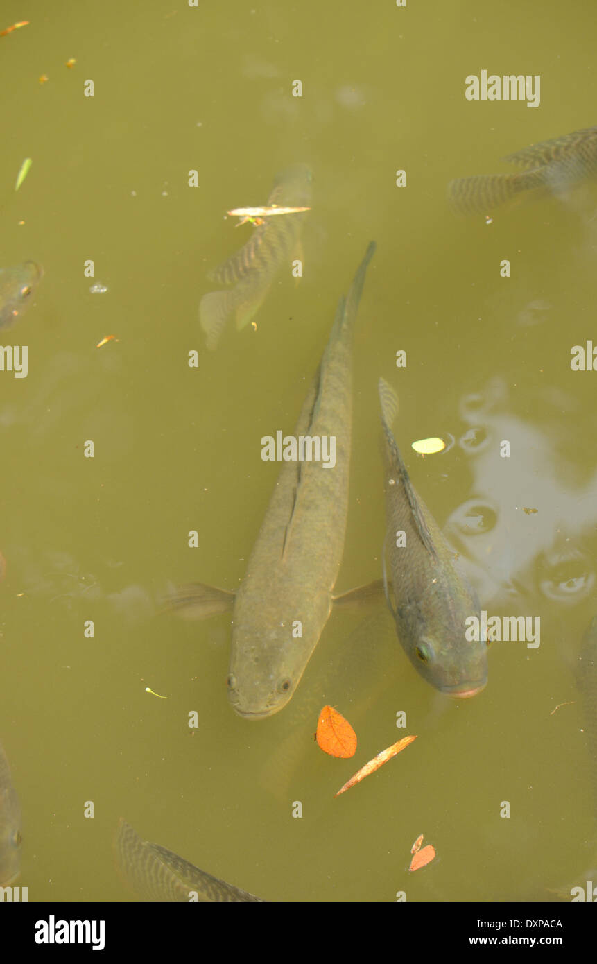 beutiful Common Snakehead (Channa striata) at the top of water Stock Photo