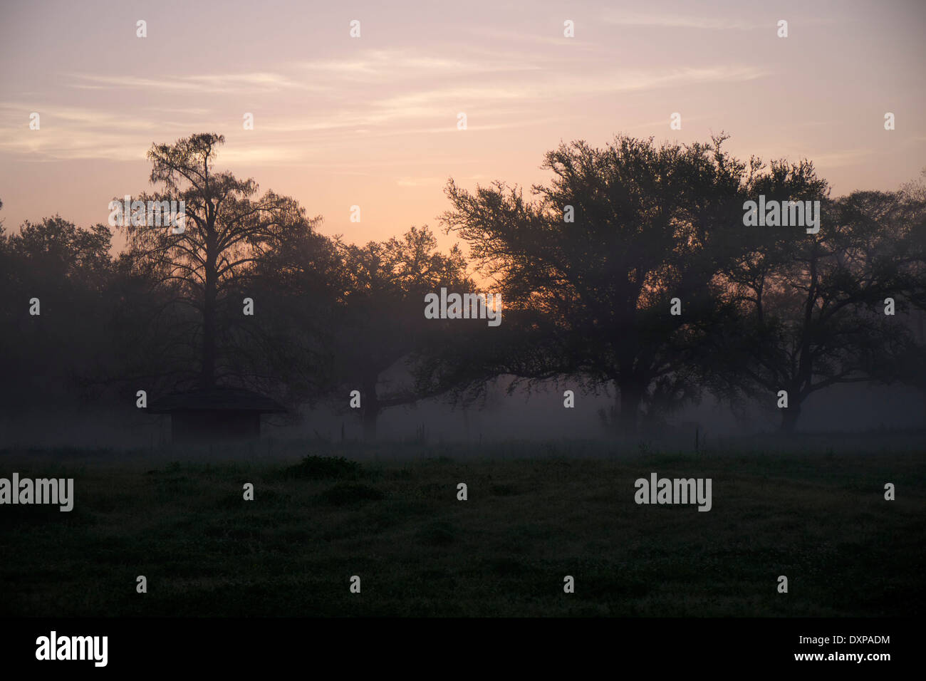 Oak and Cypress trees shrouded in mist at Sunrise in City Park in New Orleans, Louisiana. Stock Photo