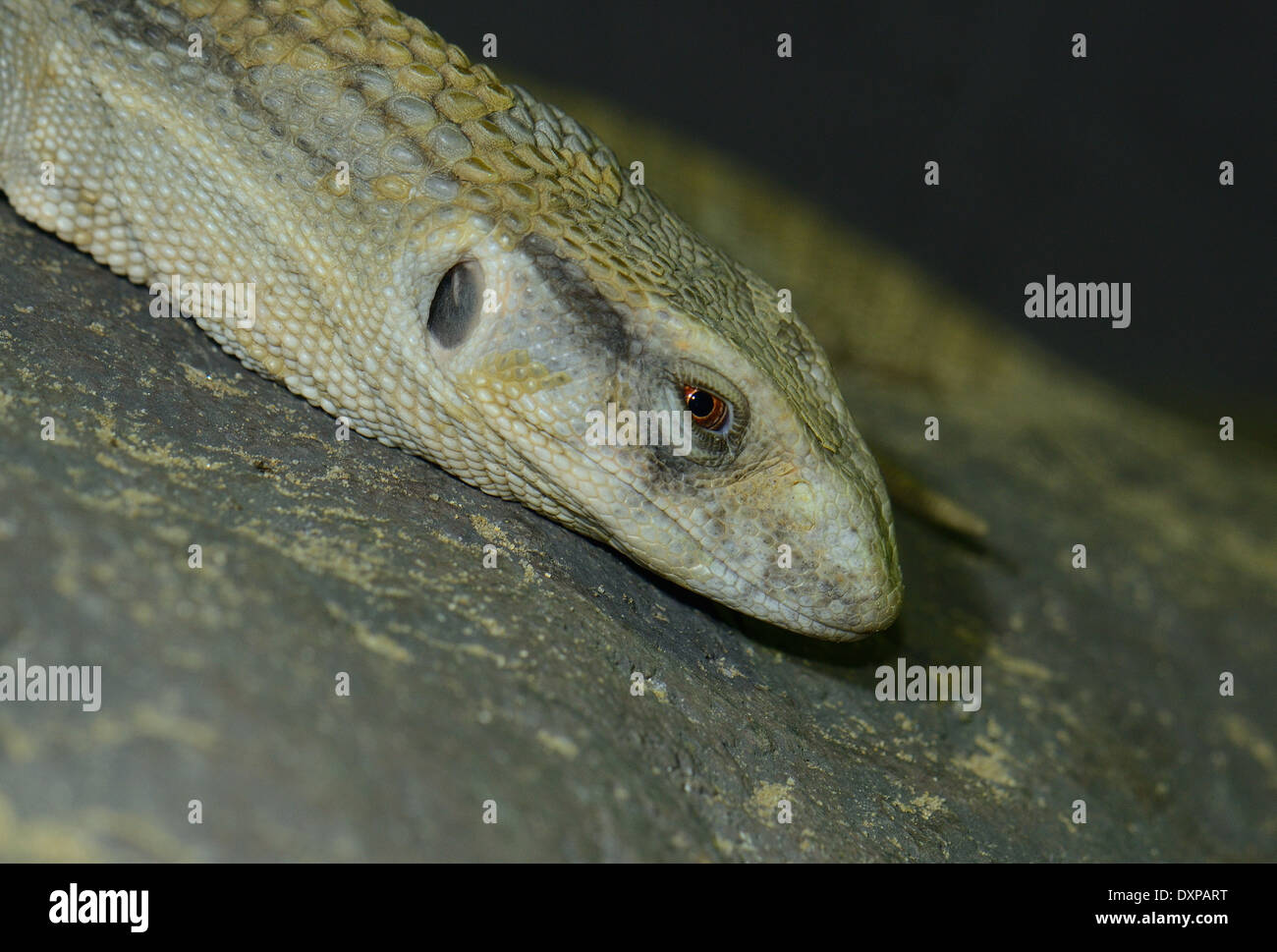 Pastel Savannah Monitor