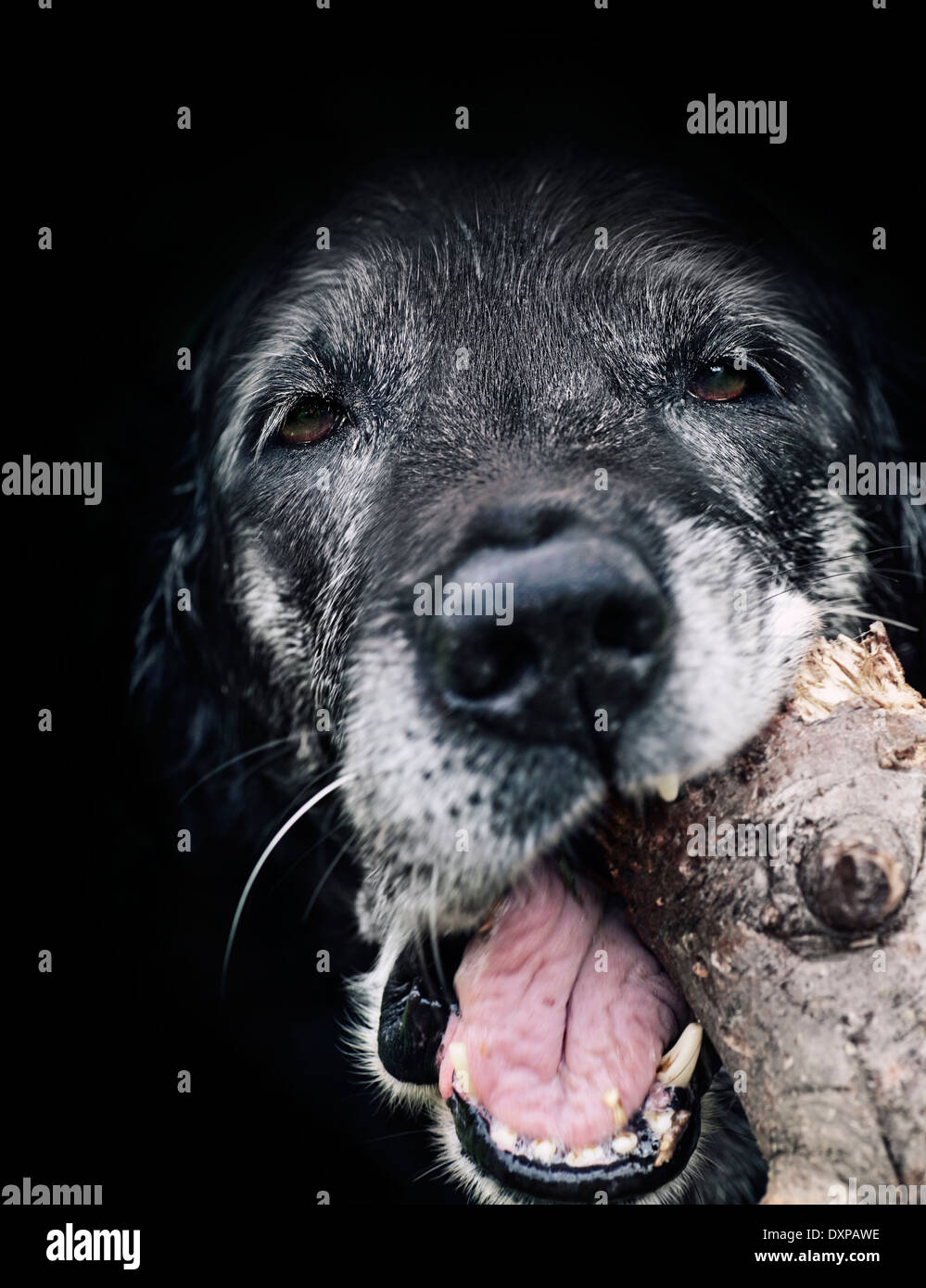 Black labrador face hi-res stock photography and images - Alamy