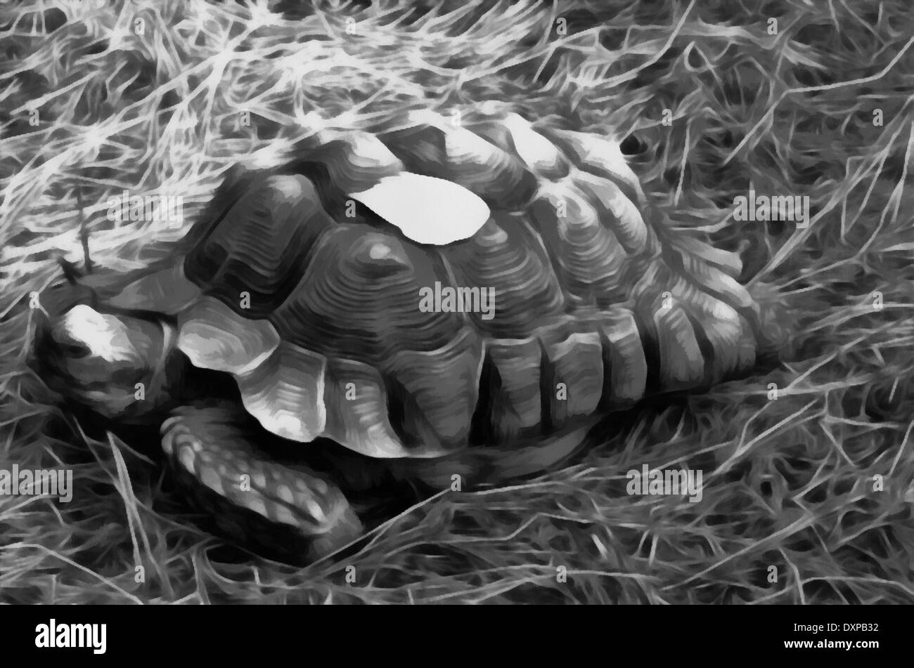 Shporonosnaya turtle (Latin Geochelone sulcata) - kind of tortoises. Stock Photo