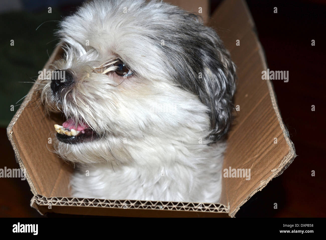 Maltese Shih Tzu High Resolution Stock Photography And Images Alamy
