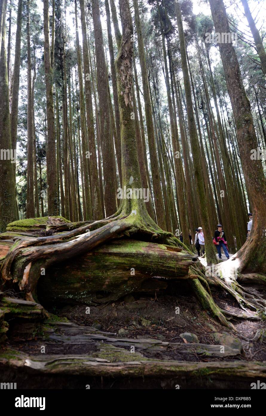 Chiayi, China's Taiwan. 28th Mar, 2014. Tourists visit a Formosan cypress forest in the Ali Mountain in Chiayi County, southeast China's Taiwan, March 28, 2014. The Ali Mountain in central Taiwan is home to an abundance of Formosan cypresses (Chamaecyparis formosensis), which are an endemic species. During Taiwan's Japanese occupation period (1895-1945), the Formosan cypresses of the Ali Mountain were shipped to Japan in substantial amounts for architectural use. Still, a considerable number of them outlived the Japanese looting and natural disasters. © Huang Xiaoyong/Xinhua/Alamy Live News Stock Photo