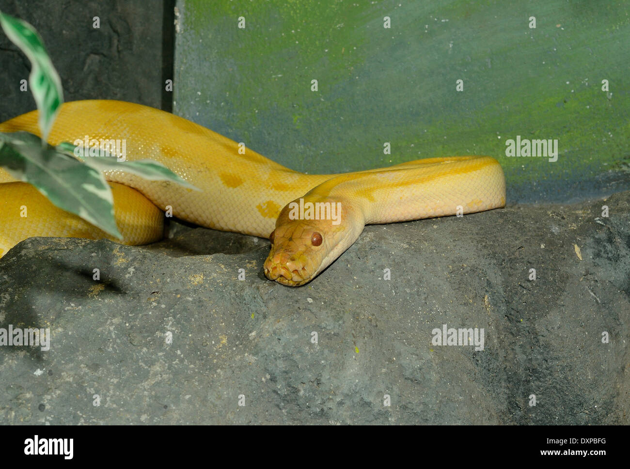 Albino Green Tree Python