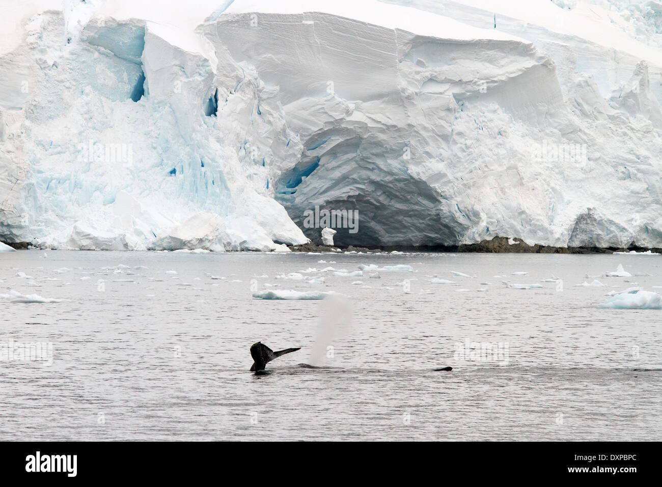 Antarctica whales, Humpback whales Antarctic, Megaptera novaeangliae. Whale flukes with iceberg. Stock Photo