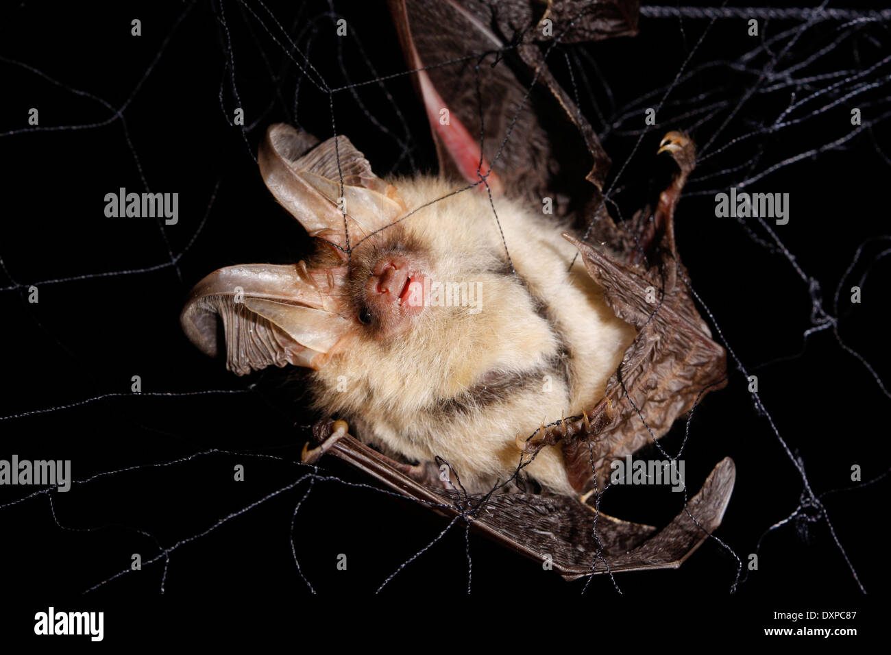 Brown long-eared bat, common long-eared bat, Braunes Langohr in Fledermausnetz, Japannetz, Netz, Forschung, Plecotus auritus Stock Photo