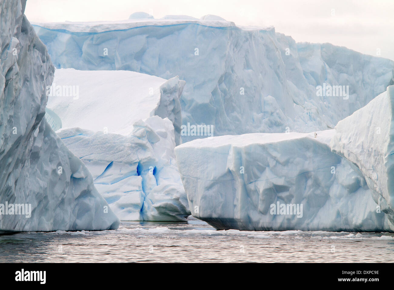 Antarctica icebergs ice berg with blue ice. Beautiful Antarctic landscape scenery. Stock Photo