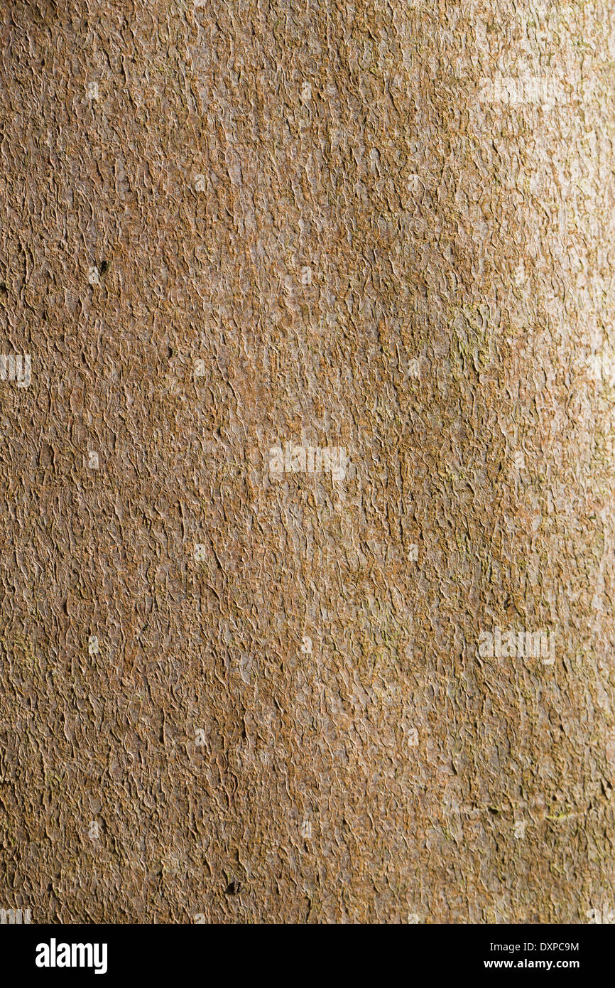 Sycamore, Erable sycomore, maple, bark, rind, Berg-Ahorn, Rinde, Borke ...