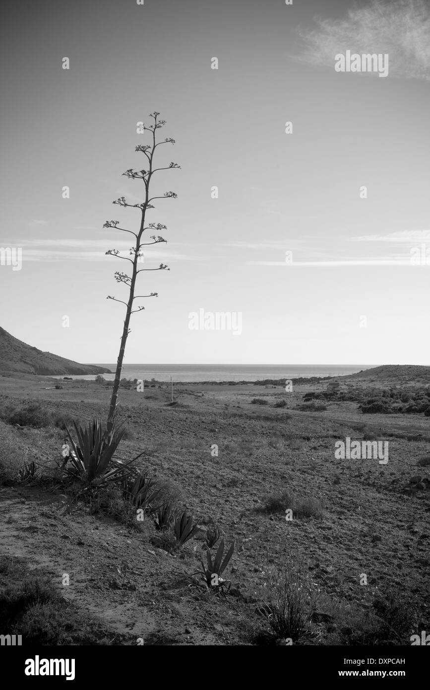 Black and white landscape of Cabo de Gata natural park, Andalusia Stock Photo