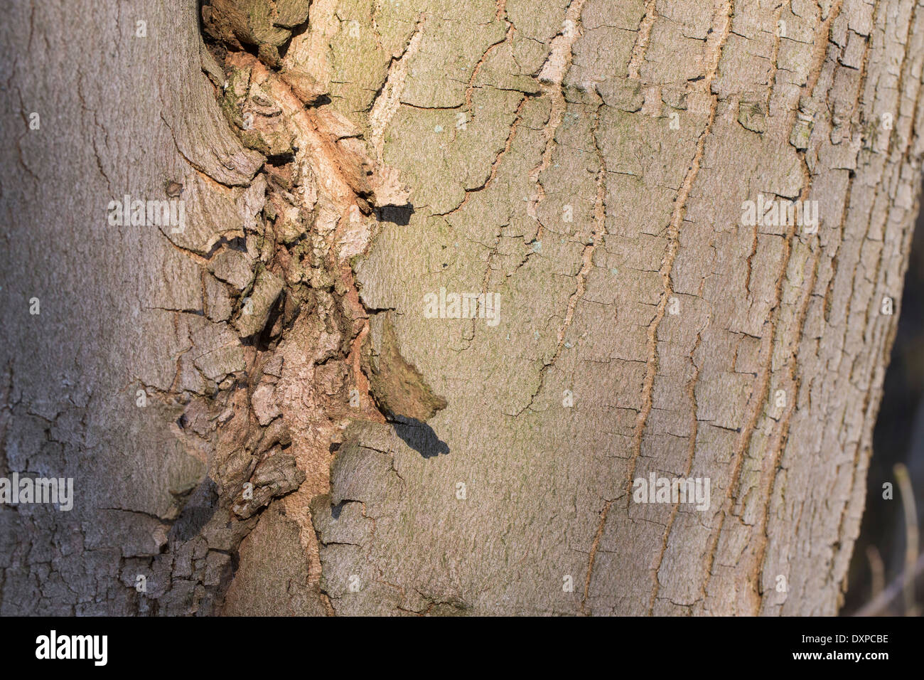 Sycamore, Erable sycomore, maple, bark, rind, Berg-Ahorn, Rinde, Borke ...