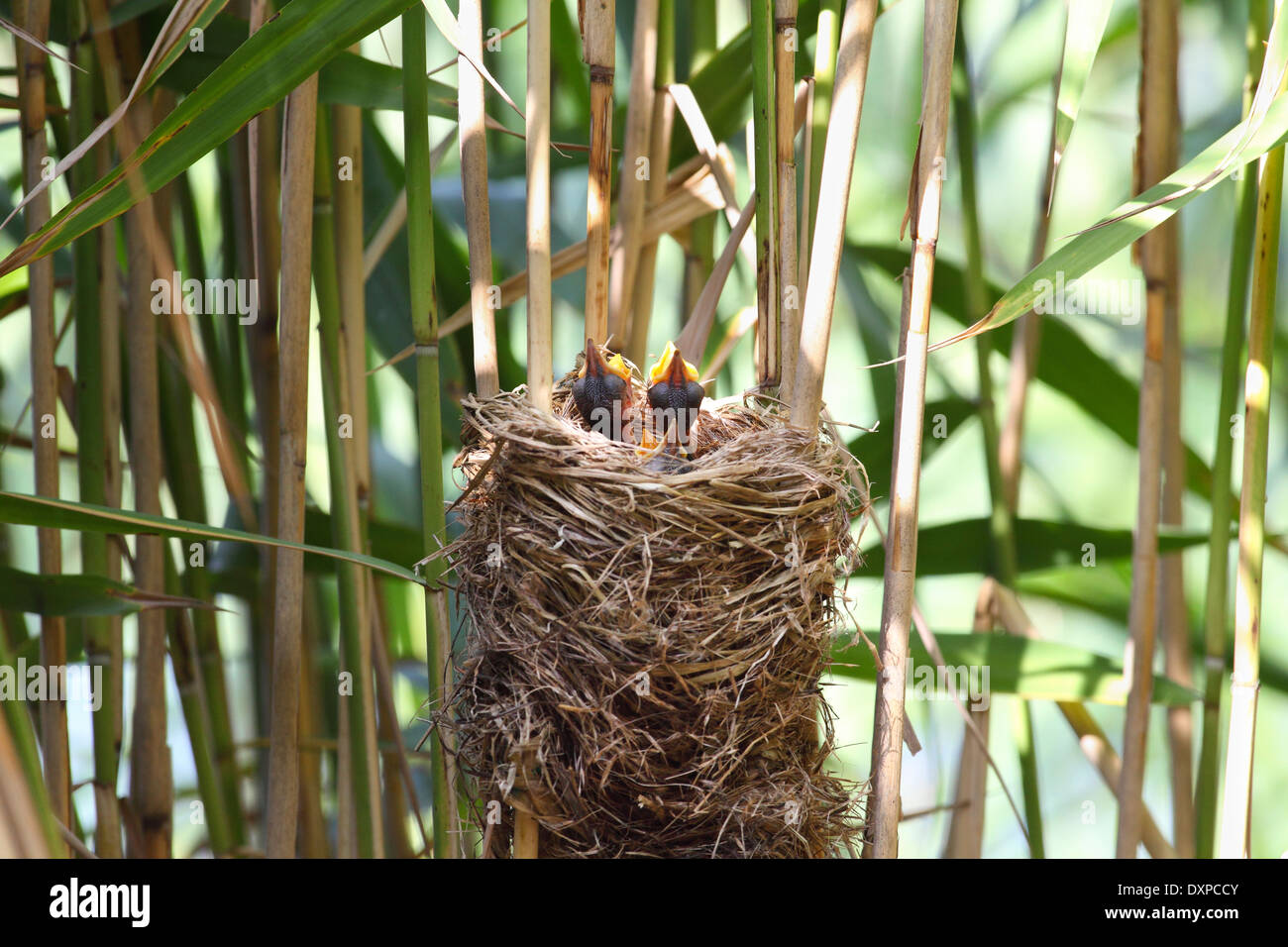 Great Reed Warbler, chick, fledgling, Drosselrohrsänger, Nest im Schilf mit Küken, Drossel-Rohrsänger, Acrocephalus arundinaceus Stock Photo