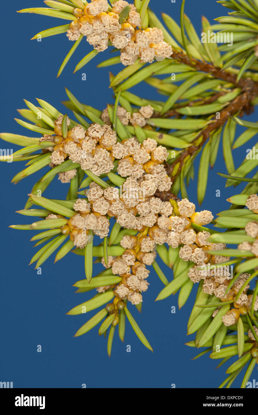 Common yew hires stock photography and images Alamy