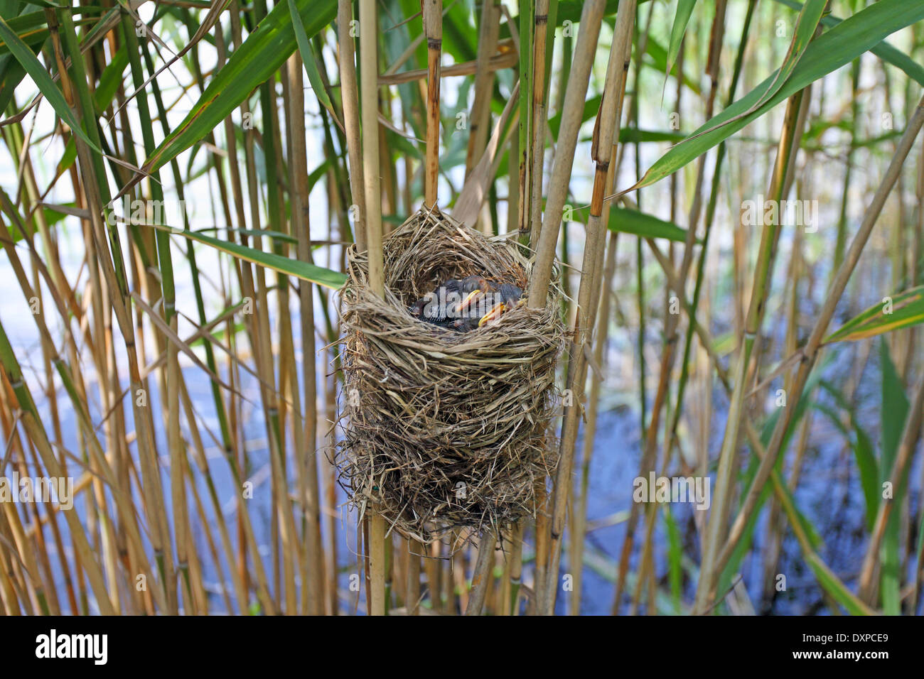 Great Reed Warbler, chick, fledgling, Drosselrohrsänger, Nest im Schilf mit Küken, Drossel-Rohrsänger, Acrocephalus arundinaceus Stock Photo