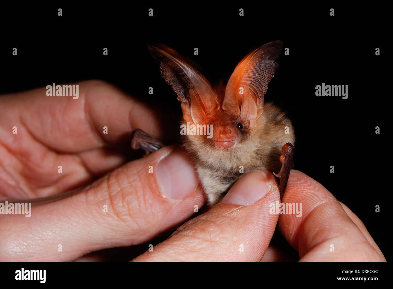 Brown long-eared bat, common long-eared bat, Braunes Langohr in Hand wird untersucht, Forschung, Plecotus auritus Stock Photo