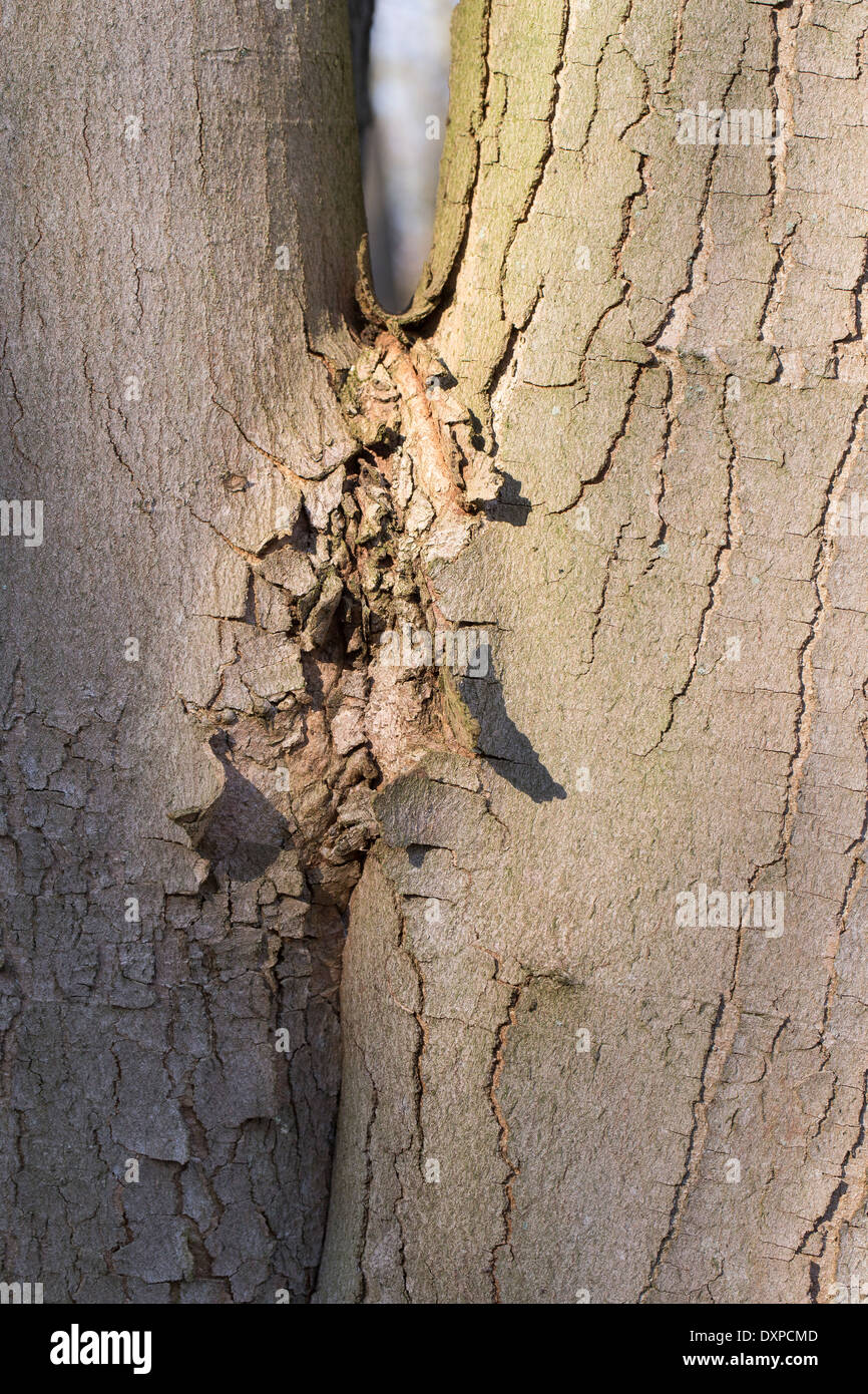 Sycamore bark hires stock photography and images Alamy