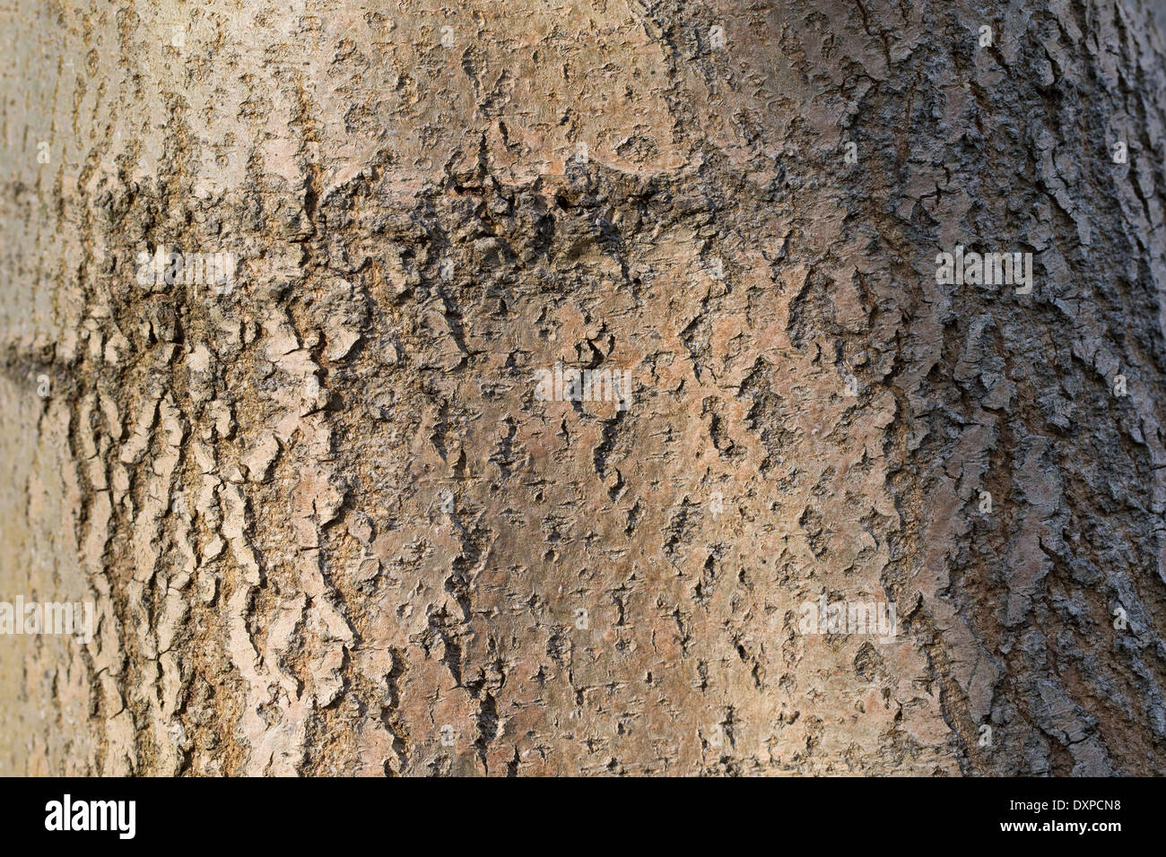 Grand erable hi-res stock photography and images - Alamy