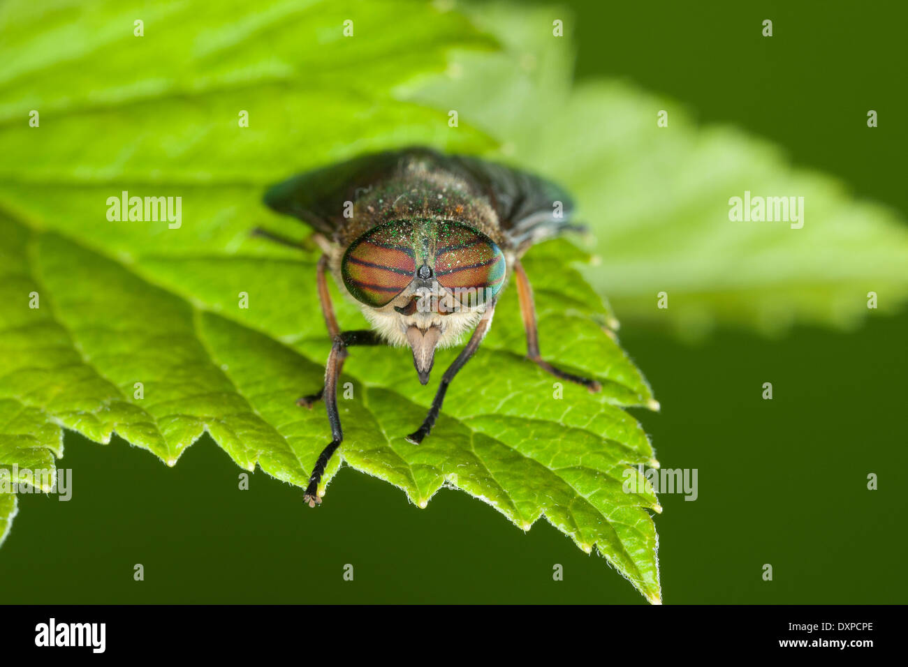 Bright Horsefly, Horsefly, Bremse, Pferdefliege, Pferdebremse