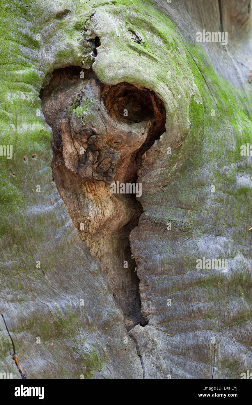 Heart, heart-shaped, cordate, trunk, stem, tree trunk, Baumherz, Baum-Herz, Herz, herzförmiges Astloch, Baumstamm Stock Photo