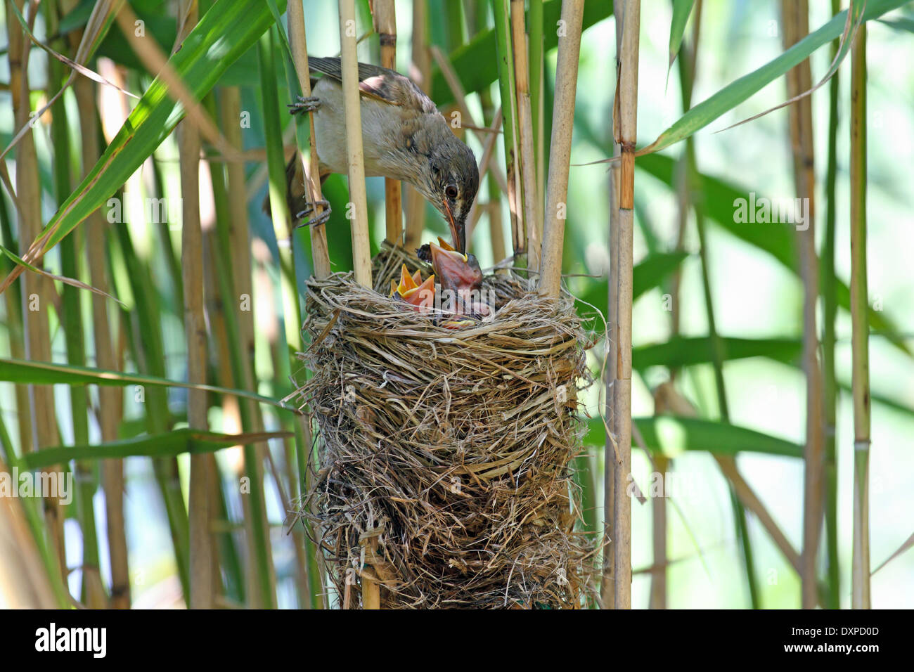 Great Reed Warbler, chick, fledgling, Drosselrohrsänger, Nest im Schilf mit Küken, Drossel-Rohrsänger, Acrocephalus arundinaceus Stock Photo