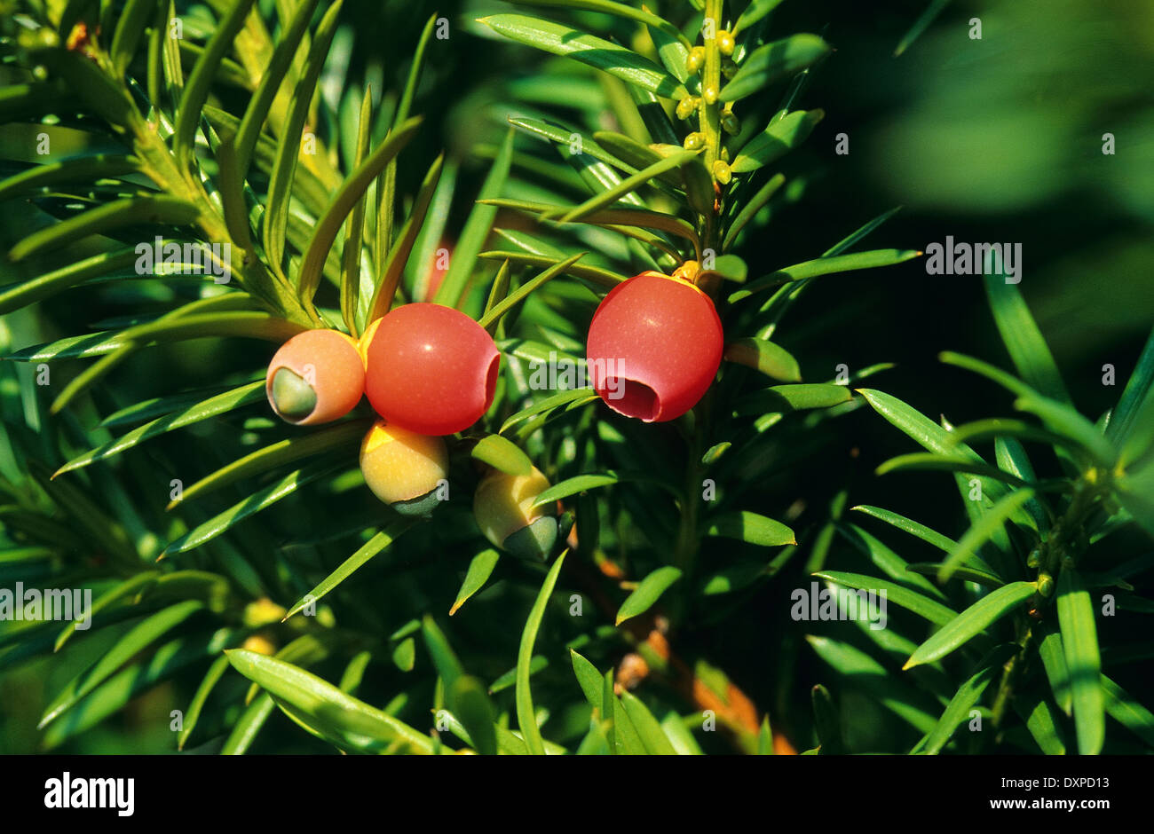 Common Yew, English Yew, Europäische Eibe, Gewöhnliche Eibe, Beeren-Eibe, Beereneibe, Taxus baccata, If commun Stock Photo