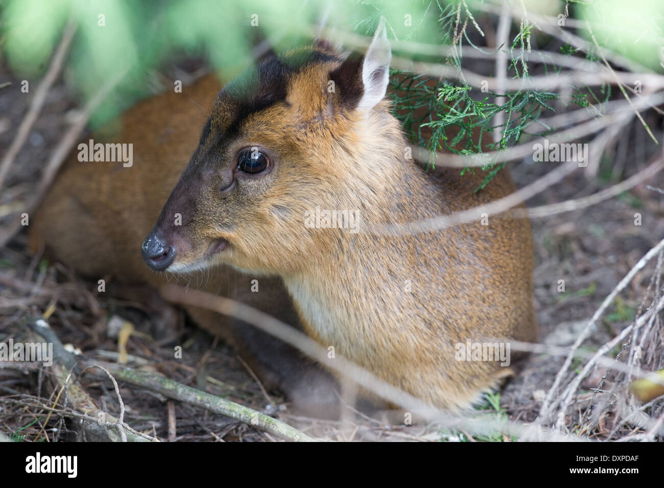 Reeves' Muntjac deer (Muntiacus reevesi Stock Photo 68105591 Alamy