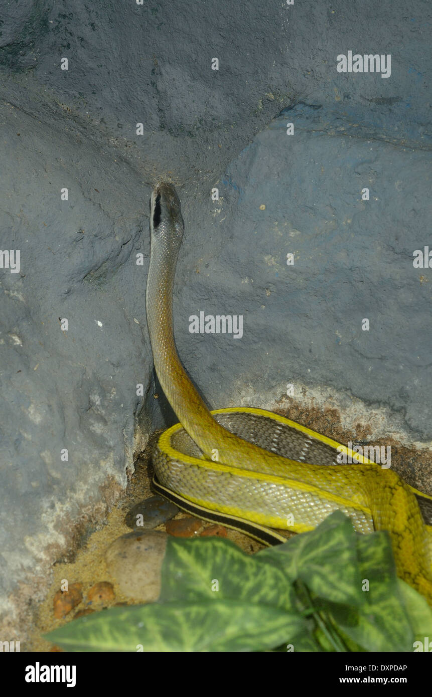 beautiful Yunan Stripe-tailed Rat Snake (Elaphe taeniura yunnanensis) in terrarium Stock Photo