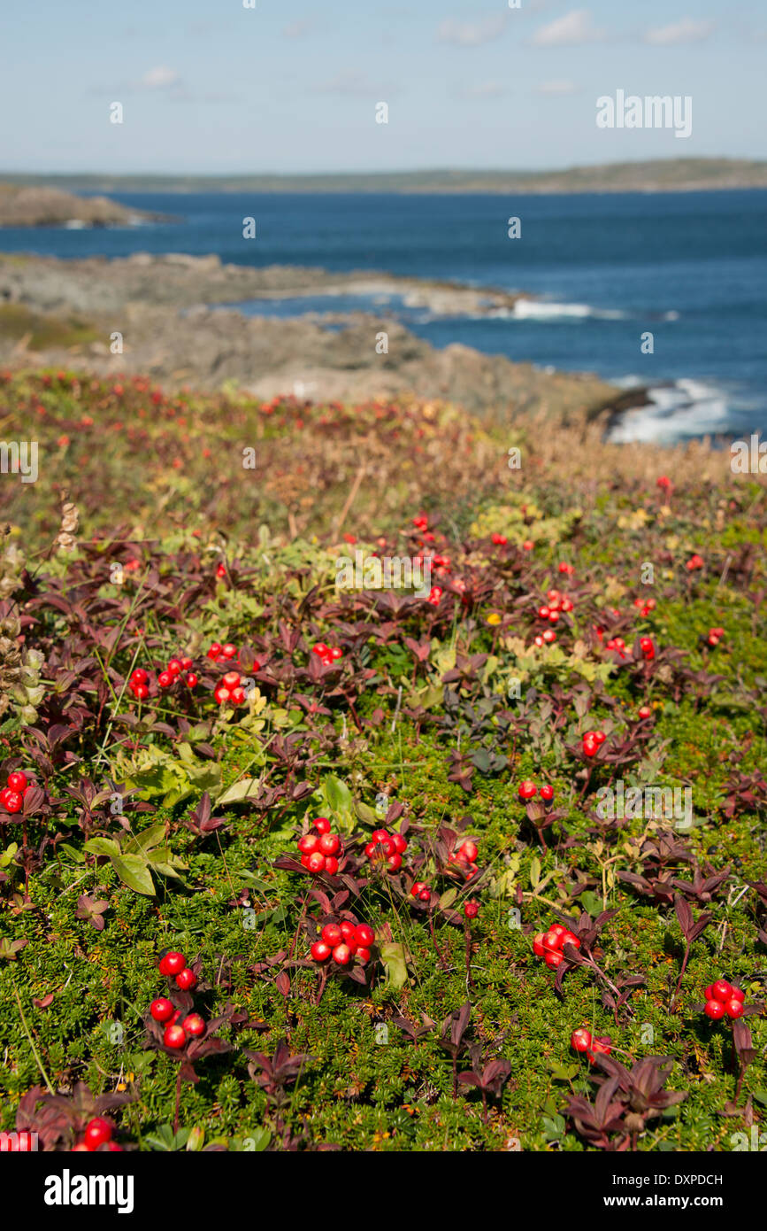 Canada, Newfoundland, St. Anthony. Partridge Berries aka partridgeberry
