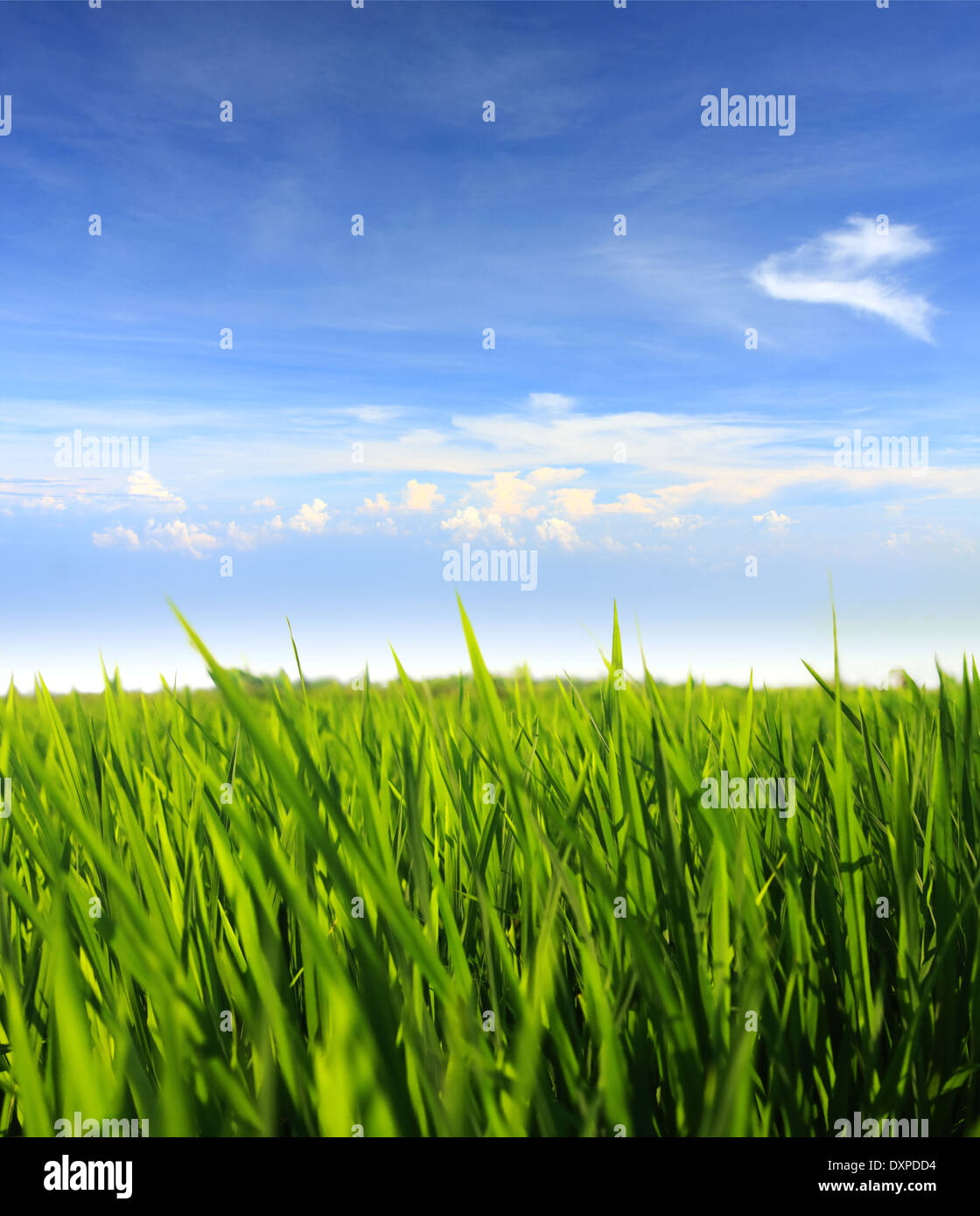 green grass field against blue sky Stock Photo
