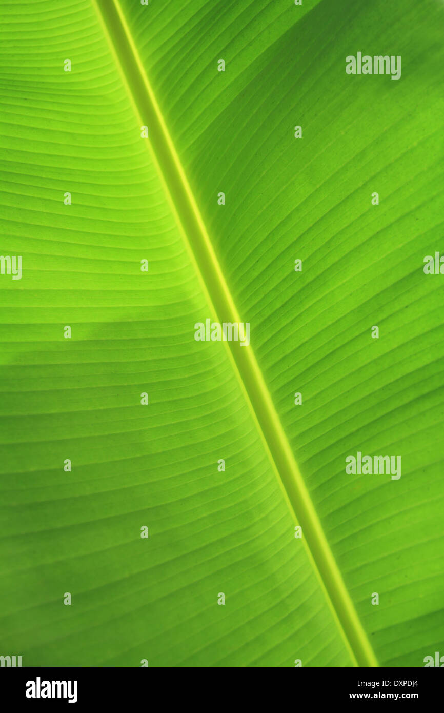 background texture of banana leaf for your design Stock Photo