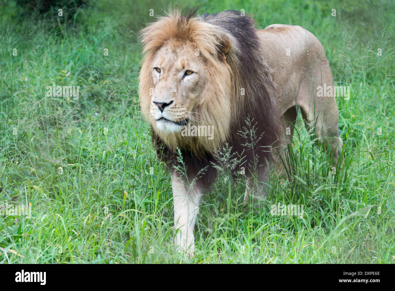 male lion one of the big 5 animals in africa Stock Photo
