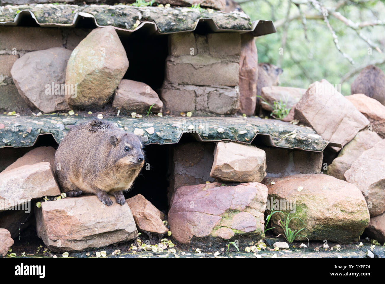 A Rock Hyrax, otherwise known as a Cape Hyrax and a Dassie, sitting on rocks in South Africa Stock Photo