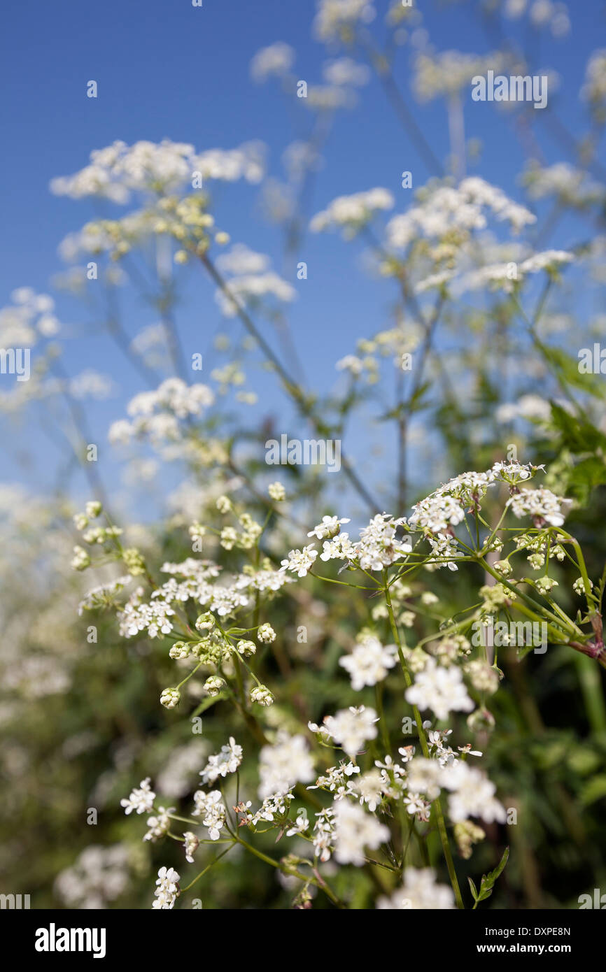Cow Parsley, Anthriscus sylvestris, is known as wild chervil, wild beaked parsley, Keck, or Queen Anne's Lace. Stock Photo