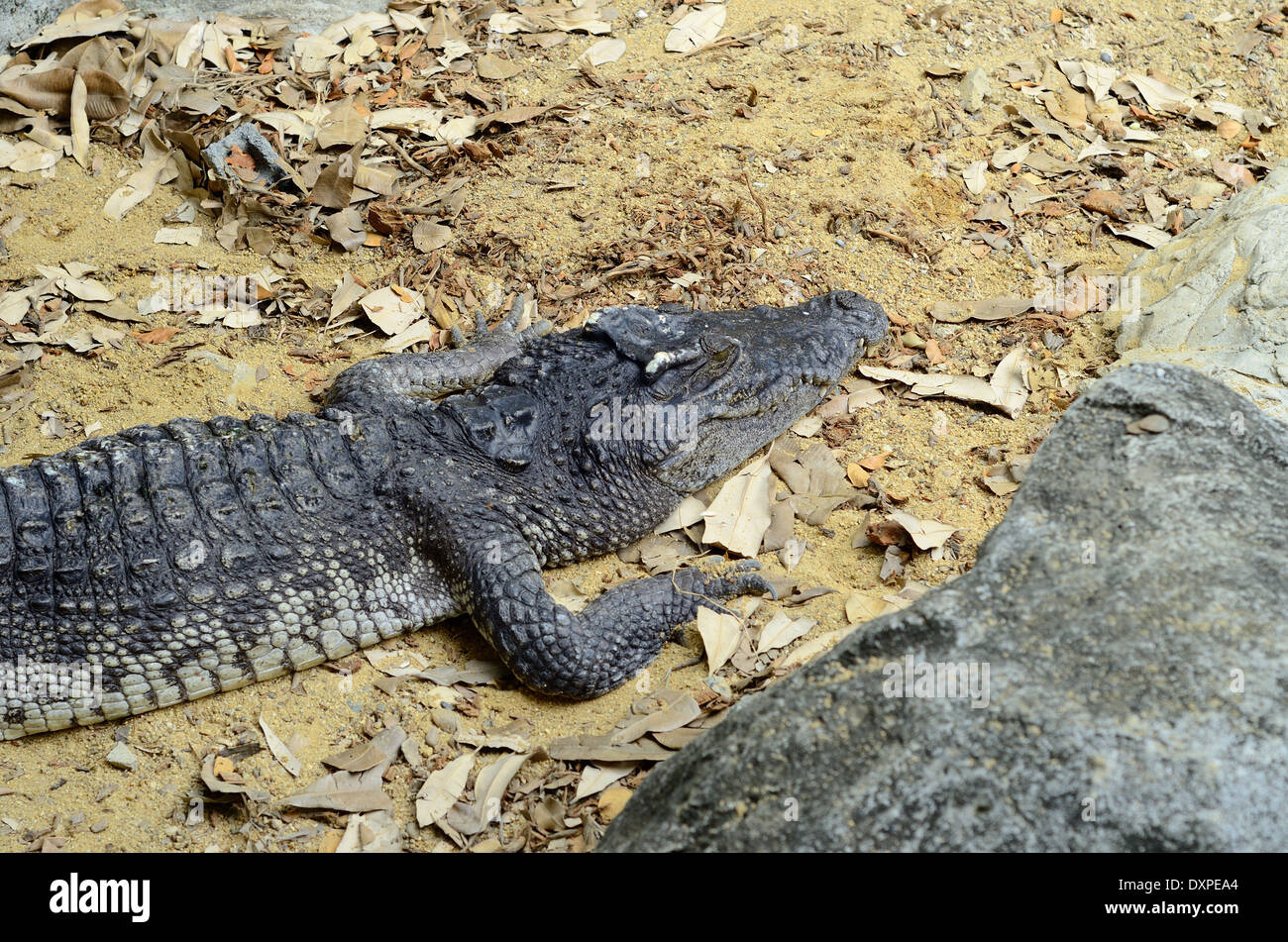 beautiful siamese crocodile sun bathing at middle of Thailand Stock Photo