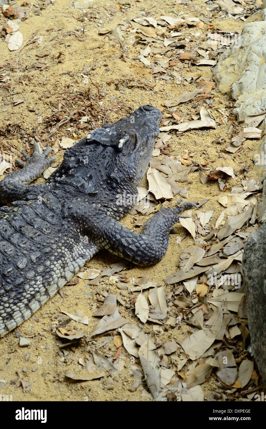beautiful siamese crocodile sun bathing at middle of Thailand Stock Photo